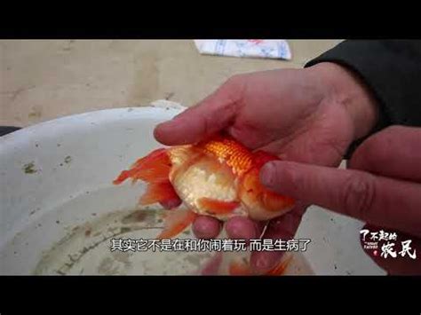 魚死了怎麼處理